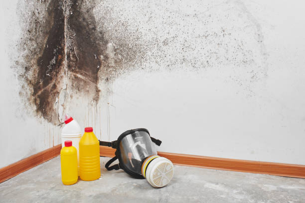 Best Black Mold Removal  in Monte Vista, CO