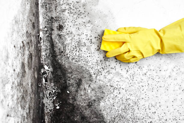 Attic Mold Removal in Monte Vista, CO