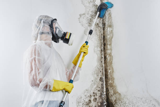 Trusted Monte Vista, CO Mold Removal Experts