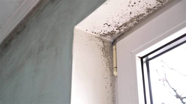 Best Certified Mold Removal  in Monte Vista, CO