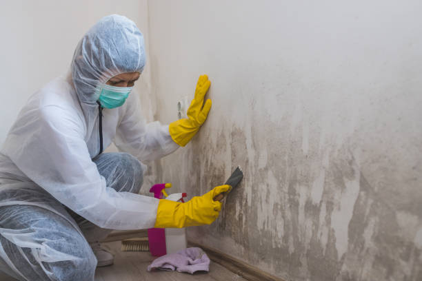 Best Attic Mold Removal  in Monte Vista, CO