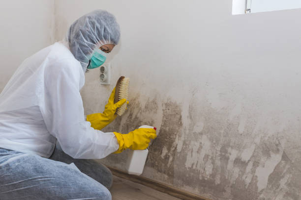 Best Mold Testing  in Monte Vista, CO