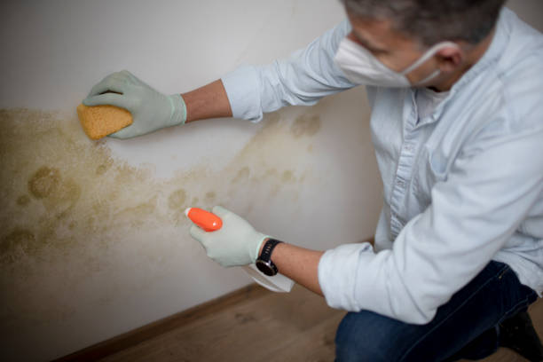 Best Mold Testing and Removal  in Monte Vista, CO