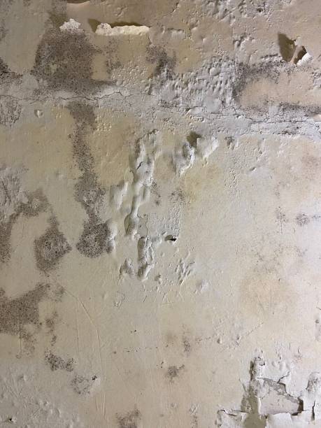 Best Mold Damage Repair  in Monte Vista, CO