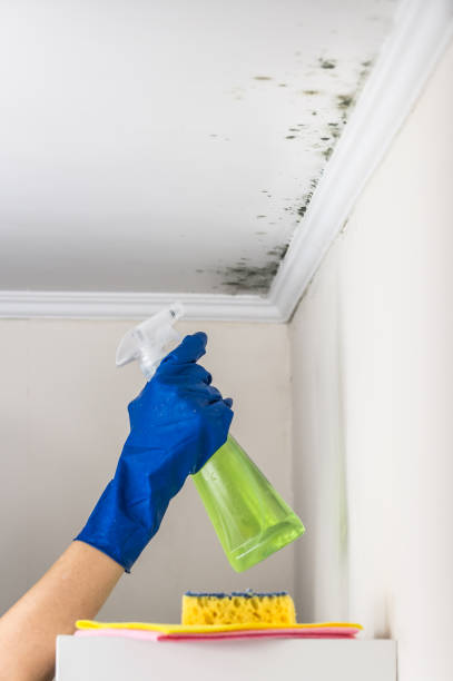 Best Water Damage Restoration  in Monte Vista, CO